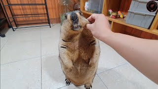 silly marmot stands still as i pet him