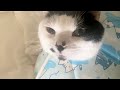起きたら股間に乗られてこの顔である