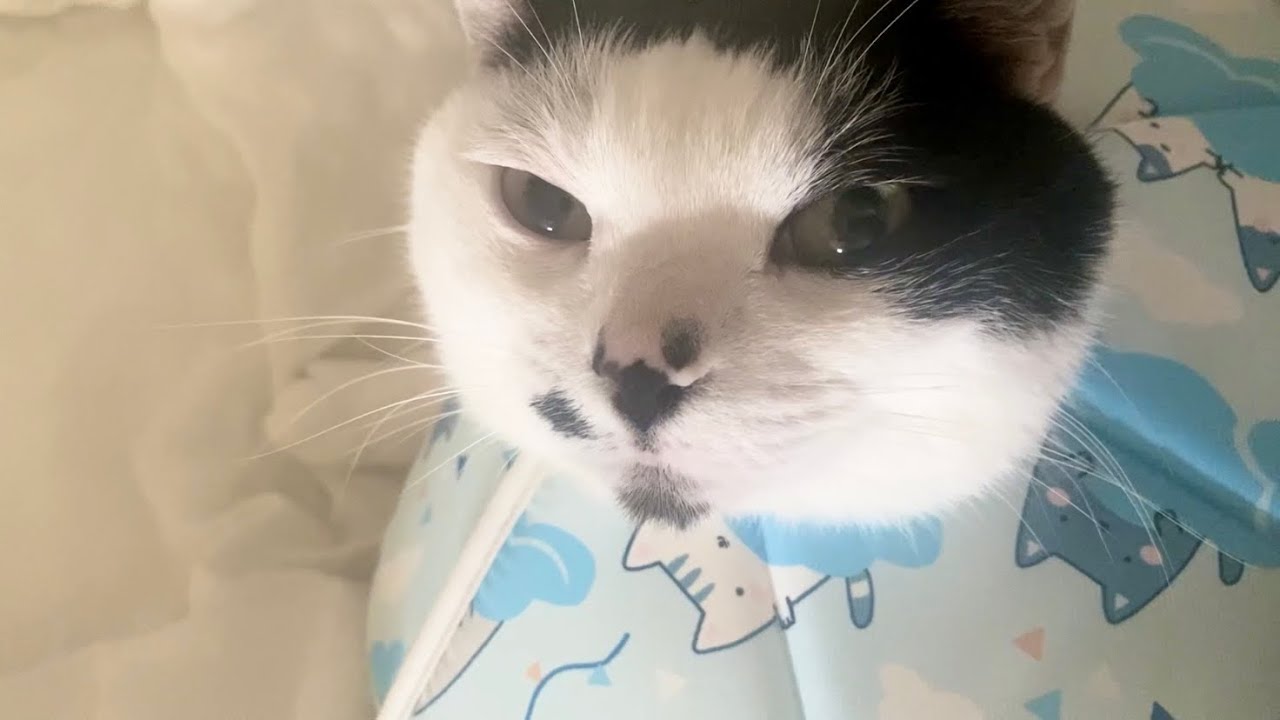 起きたら股間に乗られてこの顔である