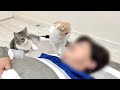 早朝から大好きなばあばを無理矢理起こしに行く猫たちがかわいすぎました笑