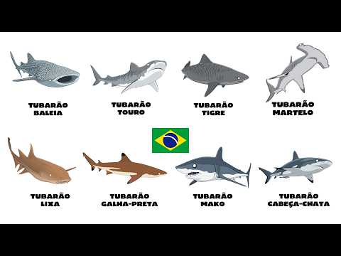 Cada Tubarão do Brasil Explicado em 7 Minutos
