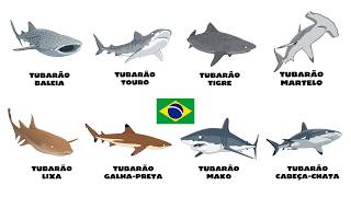 Every Shark in Brazil Explained in 7 Minutes