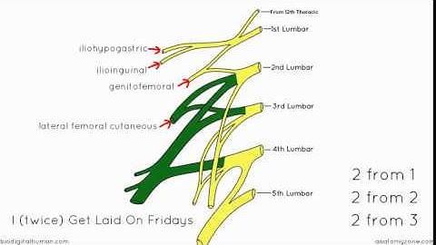 Lumbar Plexus   Structure and Branches   Anatomy Tutorial