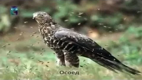 Осоед