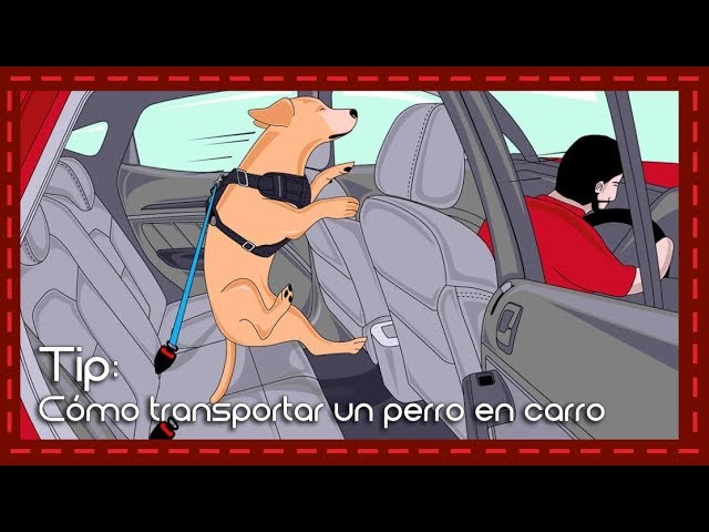 Lidl tiene la solución para acabar con los pelos de tu perro en el coche