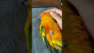 Sun Conure Parrot taking a nap while I was working | JC042