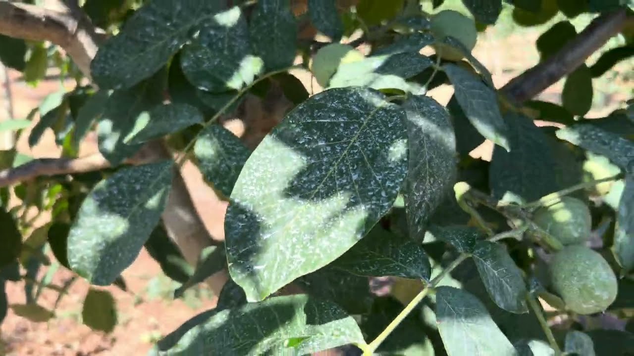 CEVİZ DE GÜNEŞ YANIKLIĞINA SON