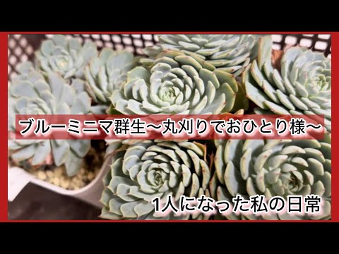 多肉植物]ブルーミニマ群生〜丸刈りでおひとり様〜^_^1人になった私の