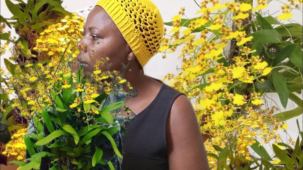 Como plantar orquídea oncidium em uma ripa de madeira.