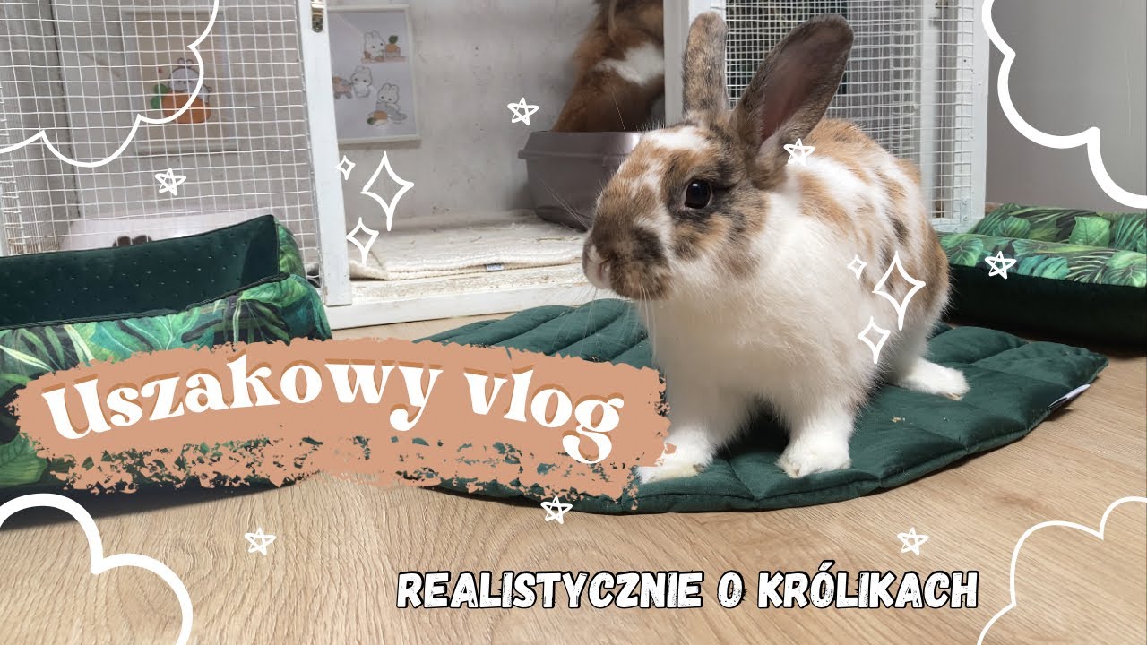 VLOG Z KRÓLIKAMI *realistycznie*