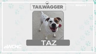 Tuesday Tailwagger: Meet Taz