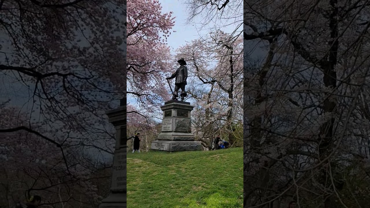 Cherry Blossoms at Pilgrim Hill in Central Park
