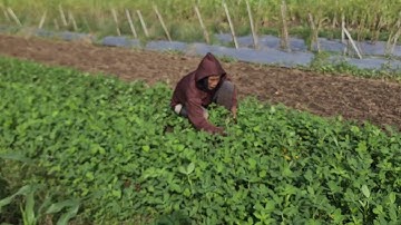 Smart Tricks for Weeding Peanut Fields for Maximum Growth — Agriculture Farming