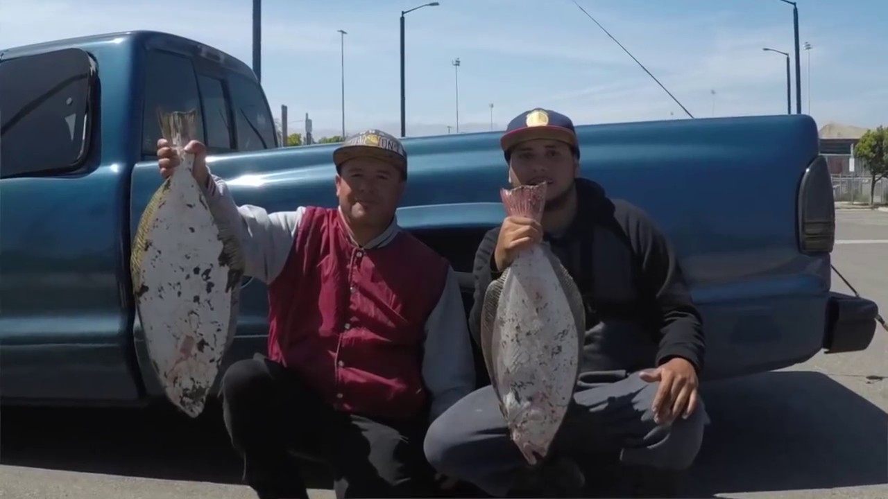 Sf Bay Area Urban Fishing April,2018 Halibut/Striper YouTube