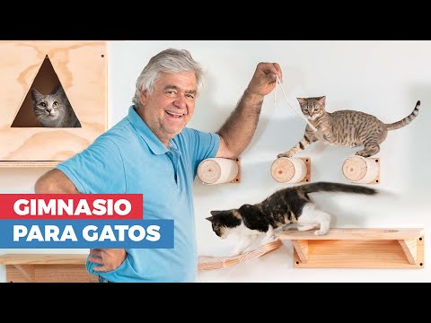 Video: Diseño felino multifuncional: muebles para usted y su gato