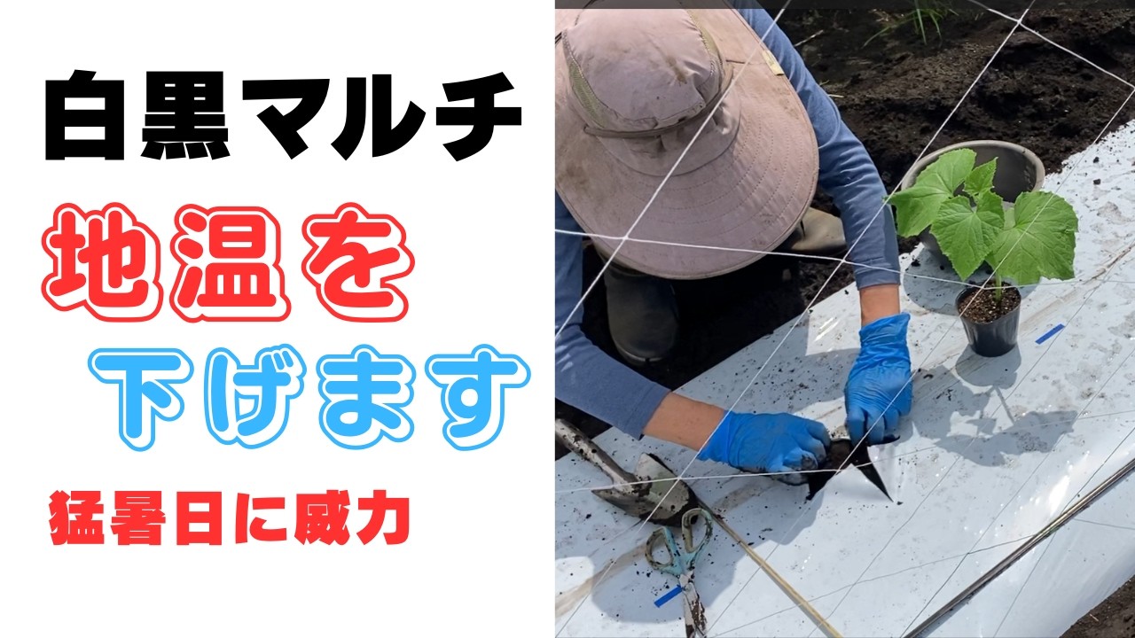 6月7日に播種したキュウリ苗を白黒マルチに移植しました - YouTube