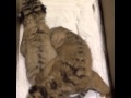 6 day old tiger cubs, Keiko &amp; Tatiana