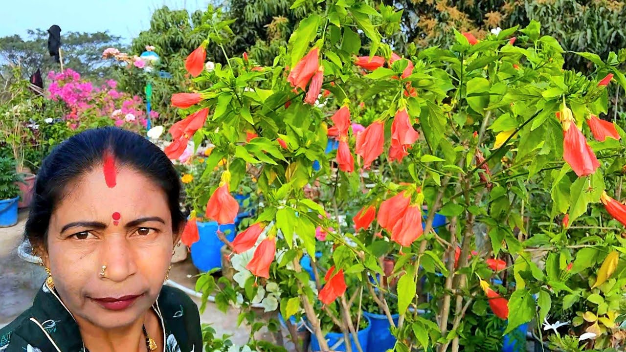 ପେନସିଲ ମନ୍ଦାର ଫୁଲ ଗଛ ର ଫୁଲ ଗୁଡିକ ପାଇଁ ସୁରକ୍ଷିତ ଓଷଧ ||