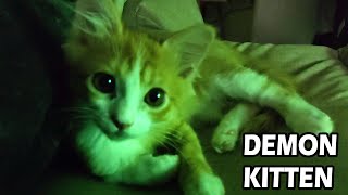 Scary Kitten Attacks Camera Man And Everyone! | Baby Cat Attacking Big Brother And Everyone