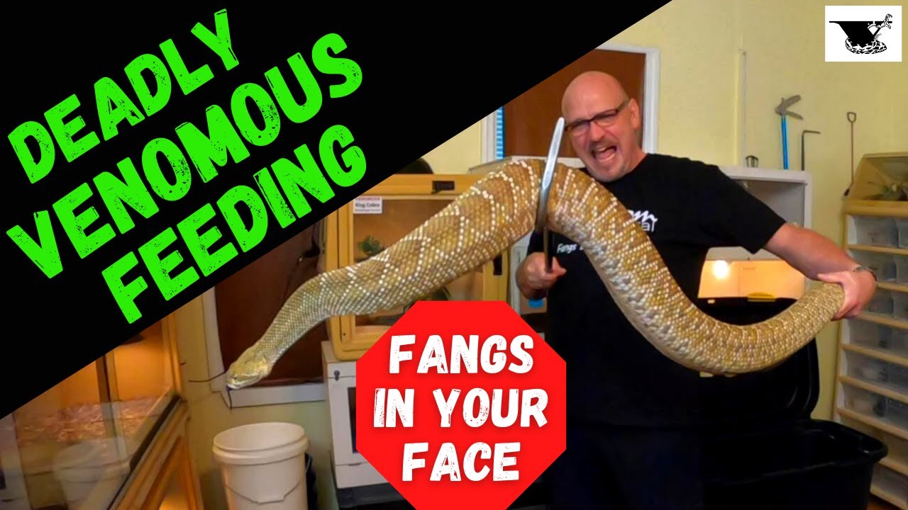 Killer Snakes Of Latin America Fangs In Your Face Feeding MONSTER 