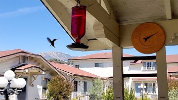 Hummingbird Feeder Slow Motion Flying Hummingbird