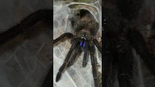 Electric Blue Earth Tiger Tarantula