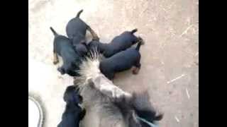 Njemački Lovni Terijeri Štenci