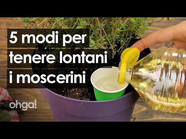 Come tenere lontano i moscerini: 5 metodi infallibili per proteggere le tue  piante 