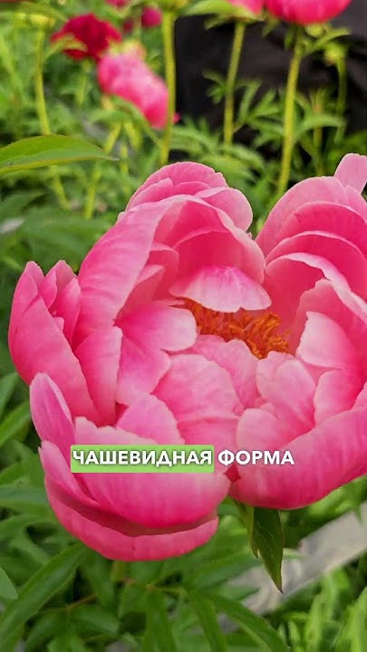Потрясающий коралловый пион! Пион Корал Чарм. - YouTube