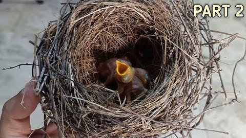 CARA MERAWAT anakan burung cendet masi merah || part 2