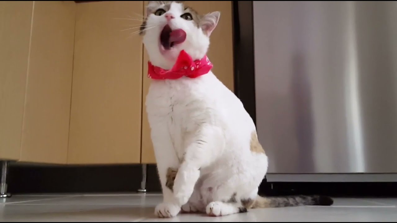 Funny Cats And Kittens Meowing Compilation 30 Very Nice YouTube Funny cats and kittens meowing compilation 30 very nice youtube
