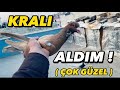 Kralı görünce hemen Aldım ! Çok farklı bir kuş