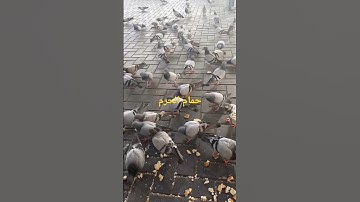 الشيخ محم عبد العزيز حصان#تلاوة خاشعة #محمد رسول الله و الذين معه