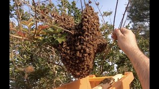 Bee Man Vs Bees On Tree & Inside Wall Of House