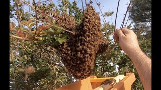 Bee Man Vs Bees On Tree &amp; Inside Wall Of House