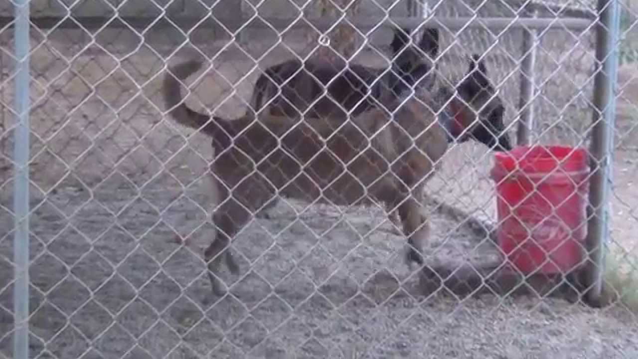 DOBERMAN PINSCHER BELGIAN MALINOIS DOG KENNEL YouTube