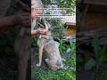 Более сотни животных-большая часть старички и инвалиды- всегда необходима помощь 🙏🏼 +79278920802