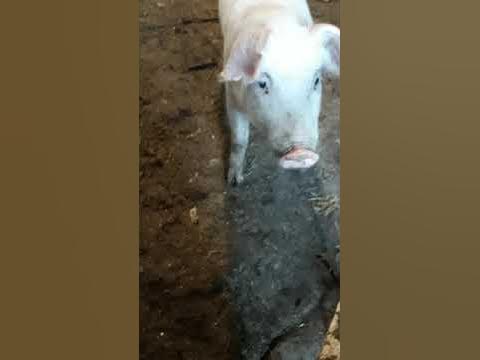 Обзор кімнати свиням🐷🐖🐽 - YouTube