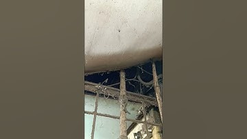 Steatoda triangulosa #viral#shorts #new#bug#spider##insects #original #video #cast #footage