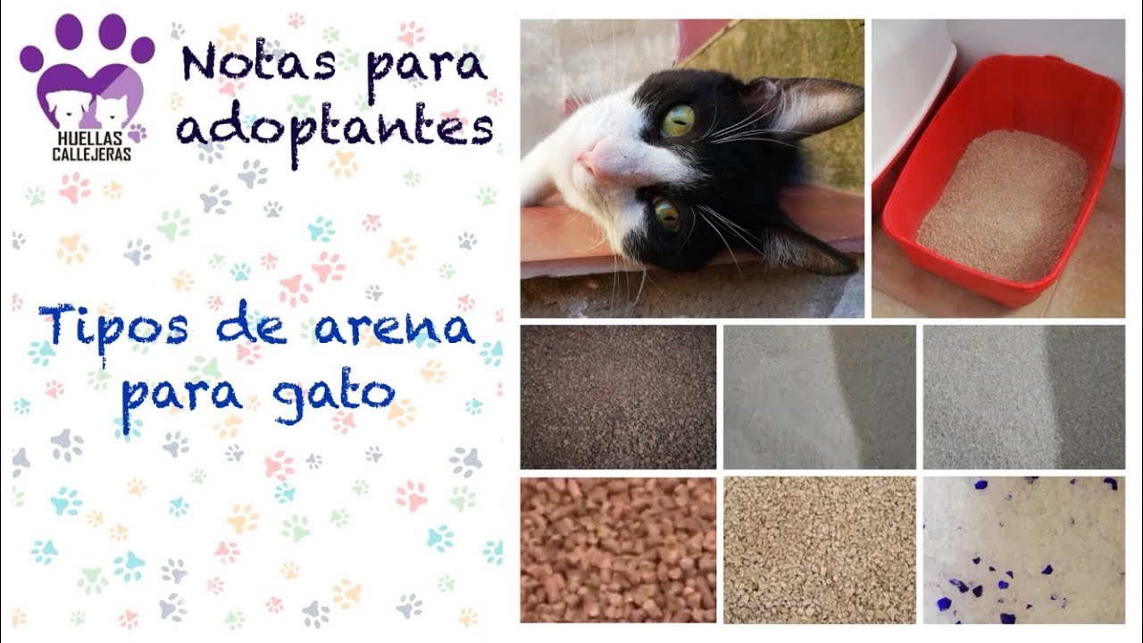 Que arena es mejor para los gatos