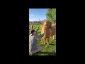 Highland Cow Loves Getting Groomed and Demands More