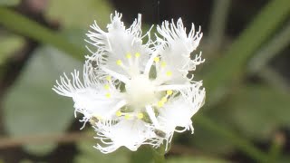 シラヒゲソウが見頃　細かく裂けた5枚の花びらが白いヒゲのよう…貴重な平地での自生