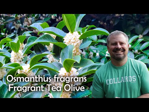 Video: Osmanthus Tea Olive Care - Lub Tswv Yim Kom Loj Hlob Osmanthus Nroj Tsuag
