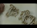 How To Clean Japanese Shimeji mushrooms | Best Japanese Food