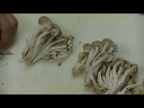 Do Shimeji Mushrooms Smell