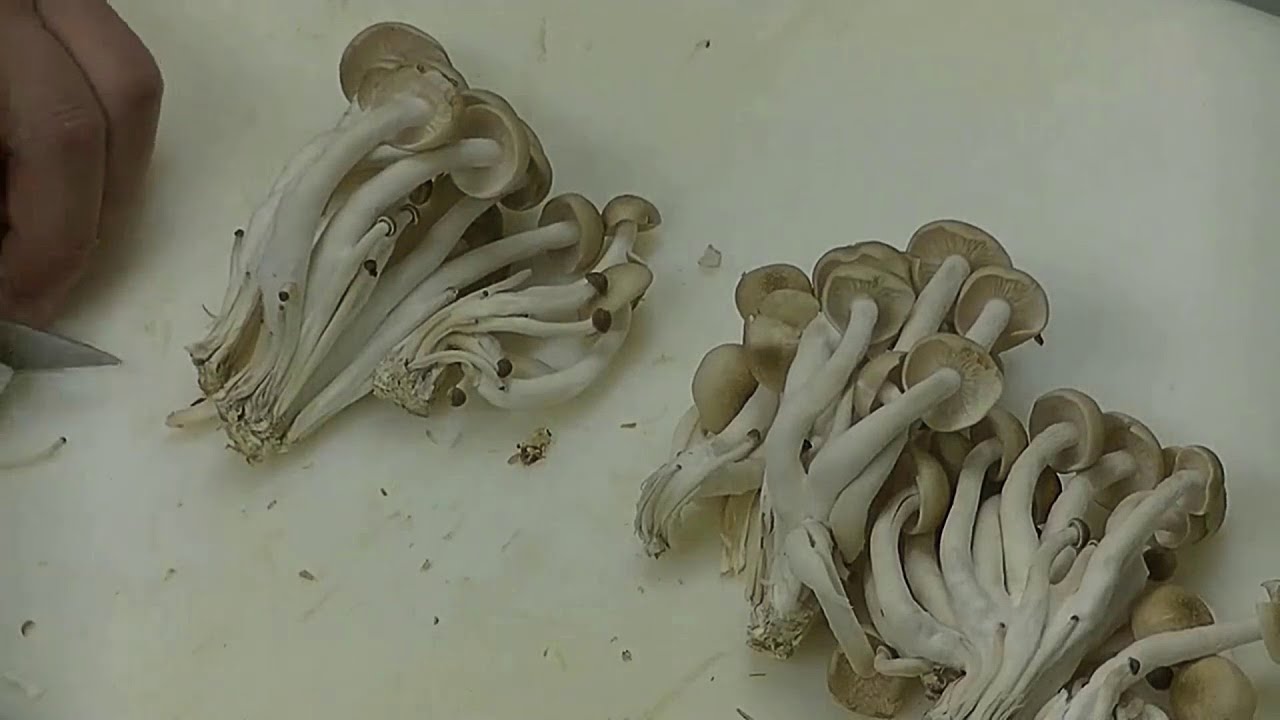 How To Clean Japanese Shimeji mushrooms Best Japanese Food YouTube