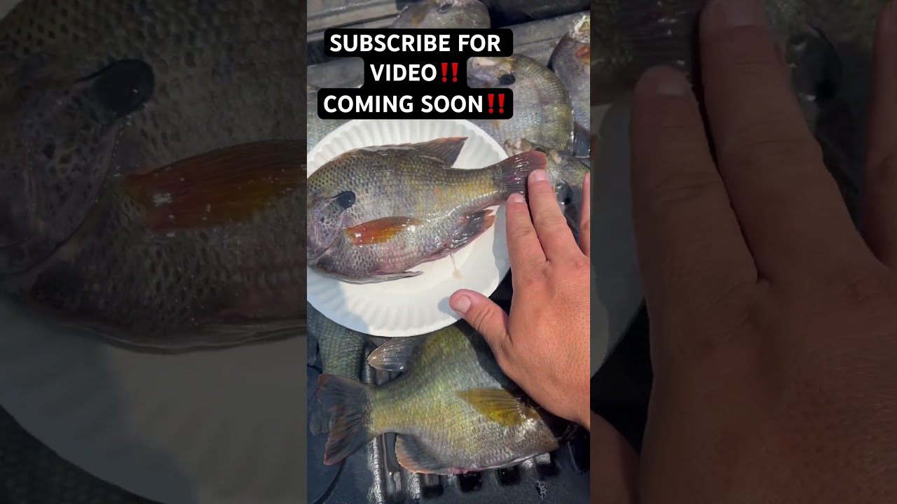 BLUEGILL The Size Of PAPER PLATES‼️ Video Coming Soon‼️ 