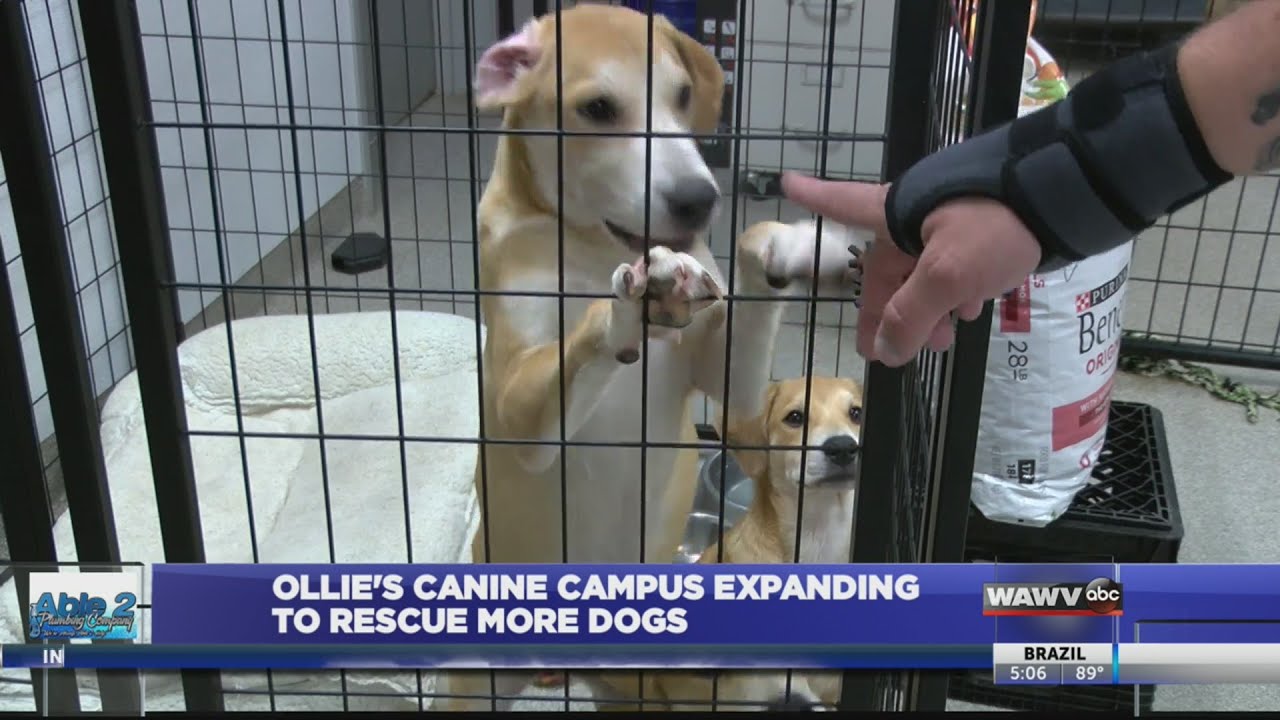 Canine Campus Pet Rescue And Food Bank