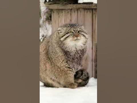 Pallas's cat warms his paws on his tail - YouTube
