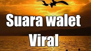 Suara walet super respon - asal kan tepat twiter nya